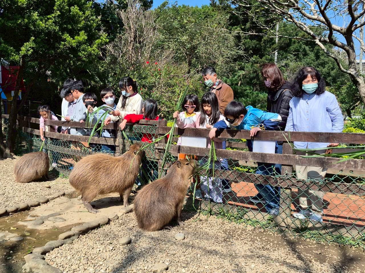 學生在農場柵欄邊觀察動物