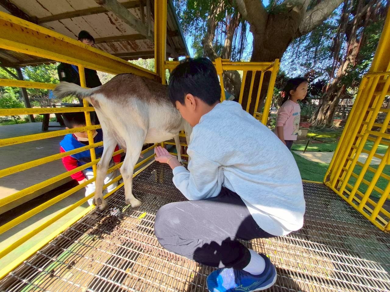 學生在農場餵食動物